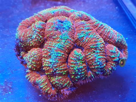 Coral .